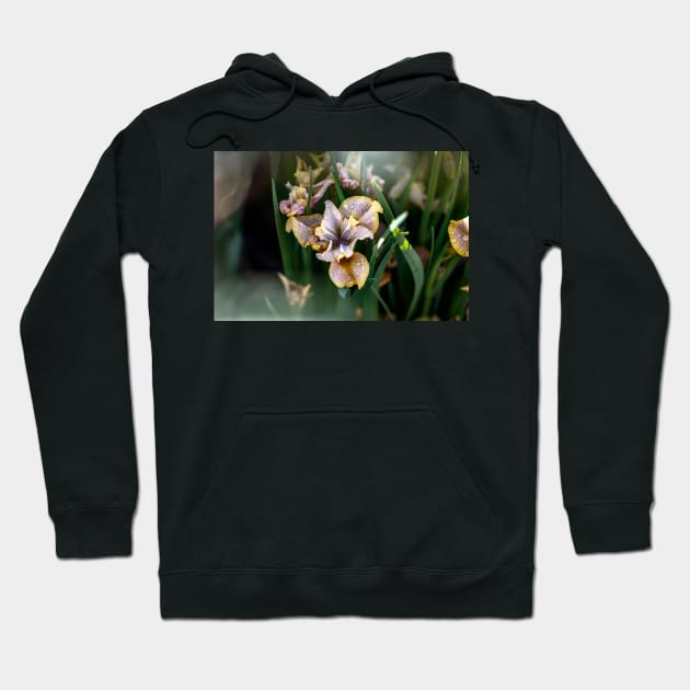 Peacock Butterfly Siberian Iris Hoodie by blossomcophoto